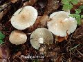 Pholiota lenta-amf1441-1